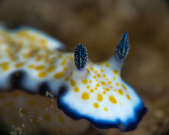 Hypselodoris imperialis
