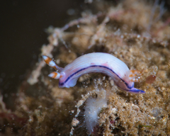 Hypselodoris peasei