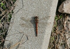 Sympetrum vulgatum