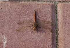 Sympetrum vulgatum