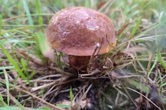 Suillellus queletii