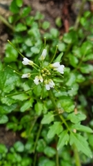Cardamine occulta