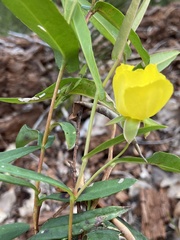 Hibbertia amplexicaulis