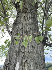 Populus nigra