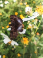 Noctuana lactifera bipuncta