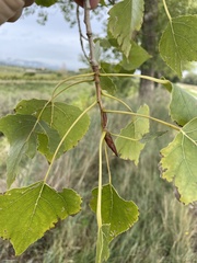 Populus nigra