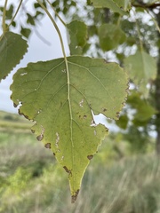 Populus nigra