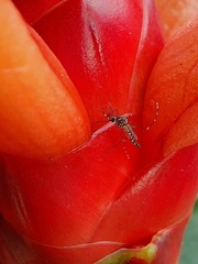 Aedes aegypti