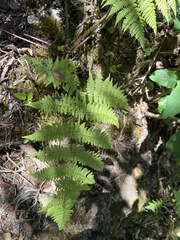 Dryopteris unidentata