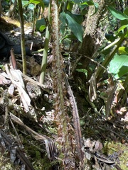 Dryopteris unidentata