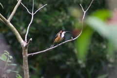 Acanthorhynchus tenuirostris