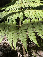 Dryopteris unidentata