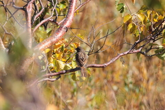 Emberiza citrinella