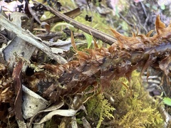 Dryopteris unidentata