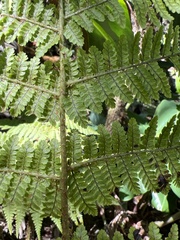 Dryopteris unidentata
