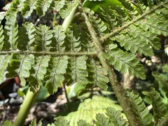 Dryopteris unidentata