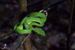 Trimeresurus macrops