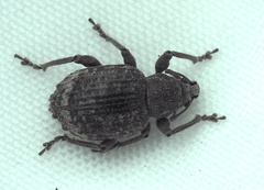 Phlyctinus callosus