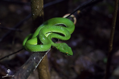Trimeresurus macrops