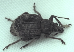 Phlyctinus callosus