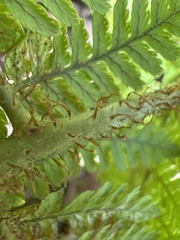 Dryopteris unidentata