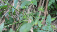 Aralia armata