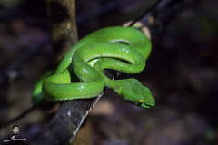 Trimeresurus macrops