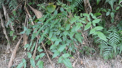 Aralia armata