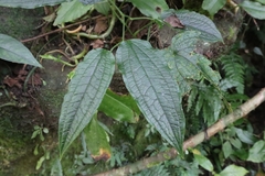Smilax riparia