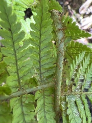 Dryopteris unidentata