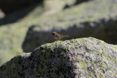 Prunella atrogularis