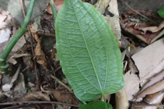 Smilax riparia