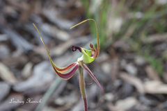 Caladenia integra