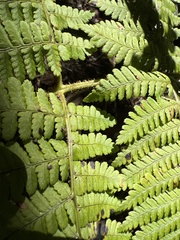 Dryopteris unidentata