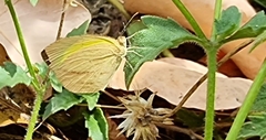Eurema laeta