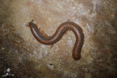 Pachybolinae
