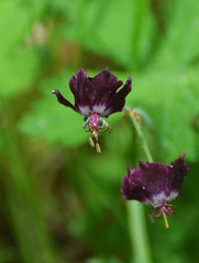 Geranium phaeum