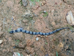 Oligodon taeniolatus