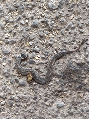 Natrix astreptophora