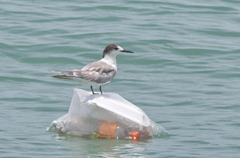 Sterna hirundo