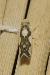 Eupteryx vittata