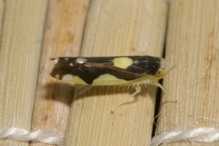 Eupteryx vittata