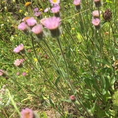 Erigeron caucasicus venustus