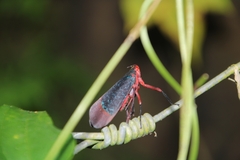 Kalidasa lanata