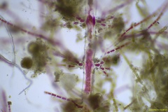 Spermothamnion pinnatum
