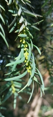 Taxus baccata
