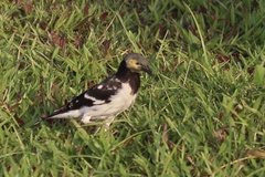 Gracupica nigricollis