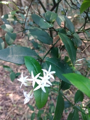Carissa bispinosa