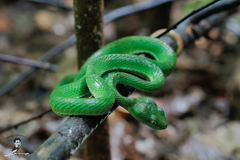 Trimeresurus macrops
