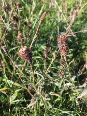 Centaurea jacea